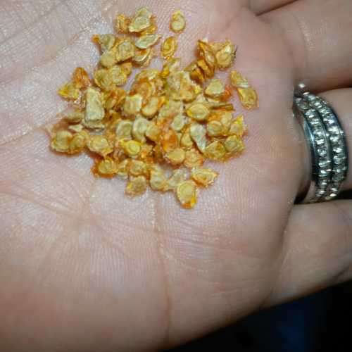 Tomato Pink Accordion Organic - 10 Seeds