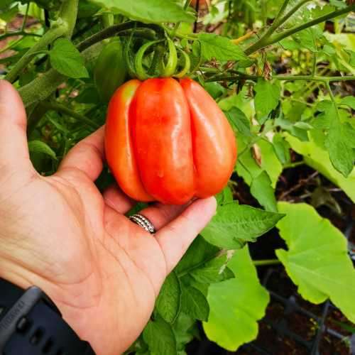 Tomato Pink Accordion Organic - 10 Seeds