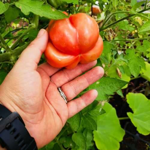 Tomato Pink Accordion Organic - 10 Seeds
