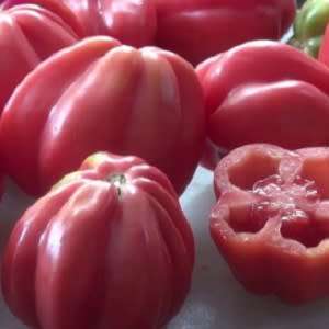 Tomato Pink Accordion Organic - 10 Seeds