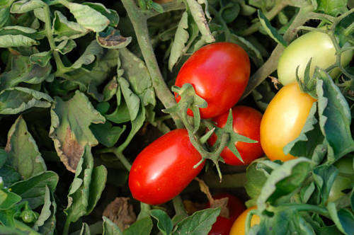Tomato Roma Plum Organic - 30 Seeds