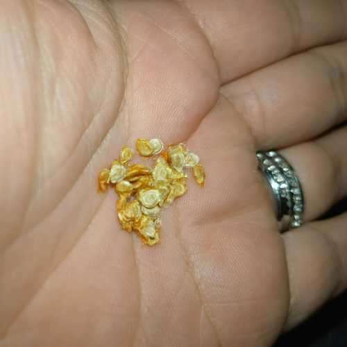 Tomato Roma Plum Organic - 30 Seeds