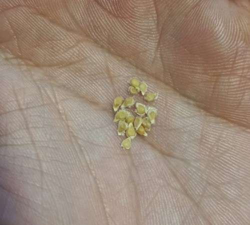 Tomato Yellow Patio Organic - 15 Seeds