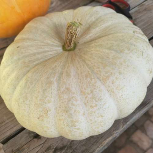 Flat White Boer Pumpkin (10 Seeds)