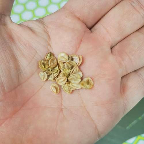 African Daisy Aurantaca Mix (40 Seeds)