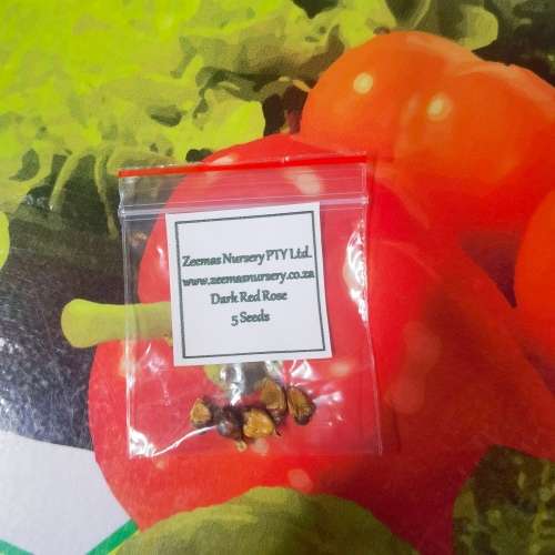 Rose Dark Red and Fragrant - 5 Seeds