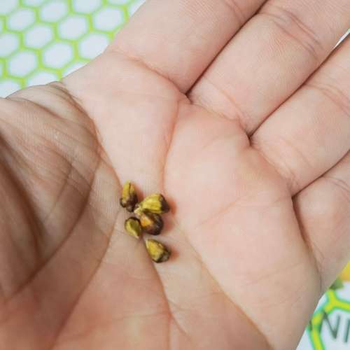 Rose Dark Red and Fragrant - 5 Seeds