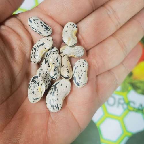 Bean Marvel of Nictaux Pole (10 Seeds)