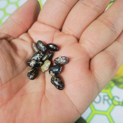 Bean Pole Neckargold (10 Seeds)