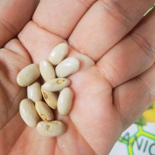 Bean Pole Blue Peter Runner (10 Seeds)