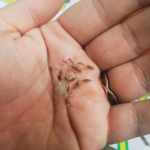 Geranium Rose-Scented Capitatum (10 Seeds)