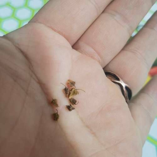 Yellow Dock (10 Seeds)