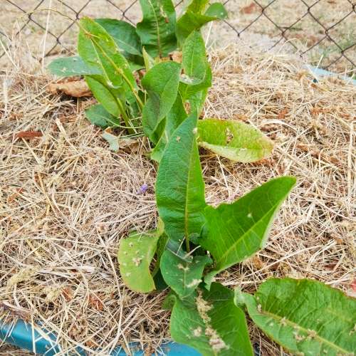 Yellow Dock (10 Seeds)