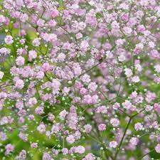 Gypsophila Rosea - Pink Baby`s Breath (20 Seeds)