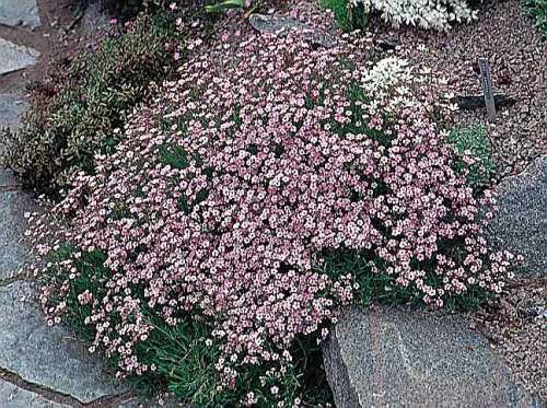 Gypsophila Rosea - Pink Baby`s Breath (20 Seeds)