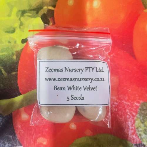 Bean White Velvet Organic - 5 Seeds