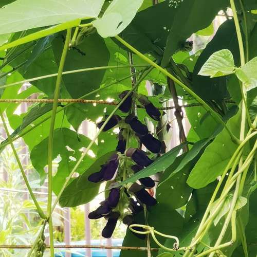 Bean White Velvet Organic - 5 Seeds