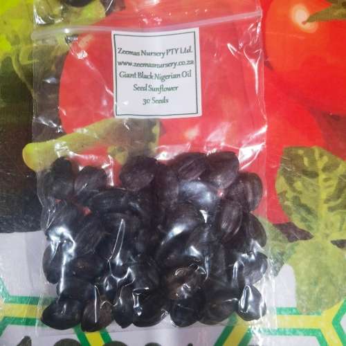 Sunflower Giant Black Nigerian Oil Organic - 30 Seeds