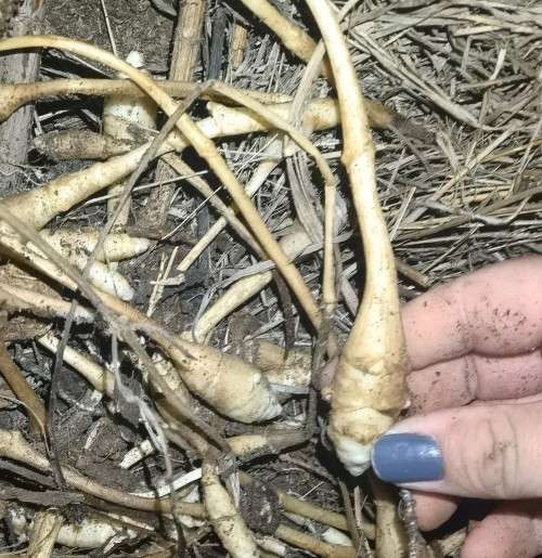 Jerusalem Artichokes (5 Tubers packed in soil)