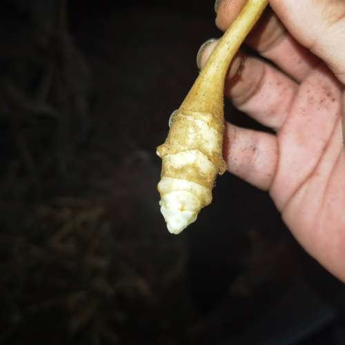 Jerusalem Artichokes (5 Tubers packed in soil)