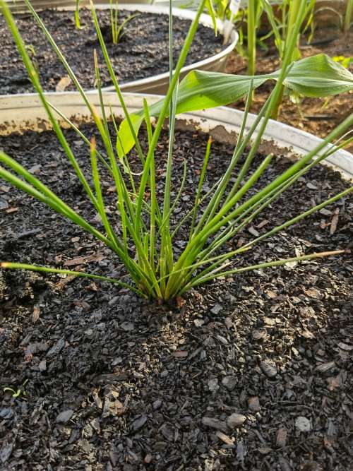 Chinese Water Chestnut (3 Tubers packed in Soil)(Limited Stock Still Available)