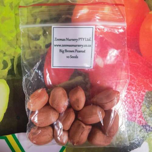 Peanut Big Brown Organic - 10 Seeds