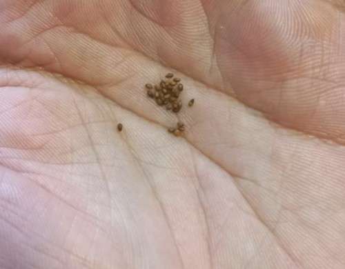 Viola Pansy Wittrockiana (26 Seeds)