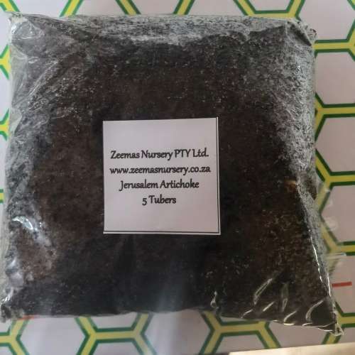 Jerusalem Artichokes (5 Tubers packed in soil)