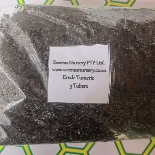 Erode Tumeric Seed (3 Tubers packed in Soil)
