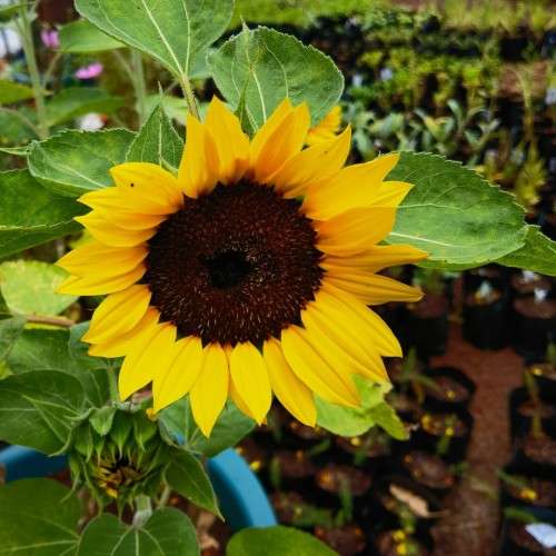 Sunflower Dwarf (20 Seeds)