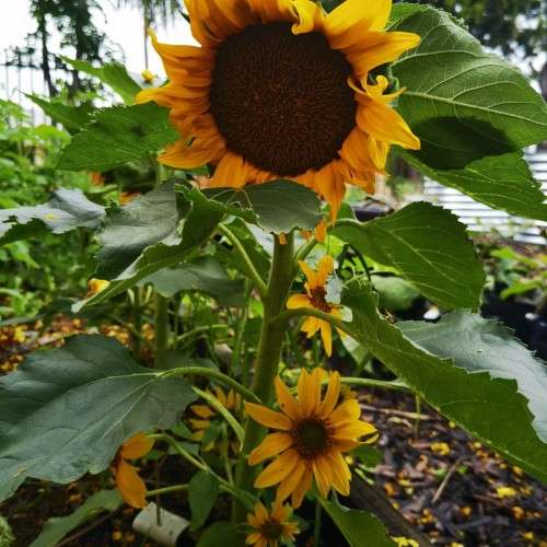 Sunflower Dwarf (20 Seeds)