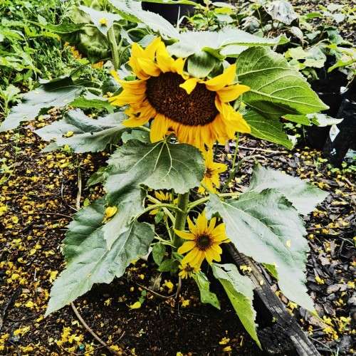 Sunflower Dwarf (20 Seeds)