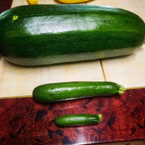 Zucchini Black Beauty (10 Seeds)