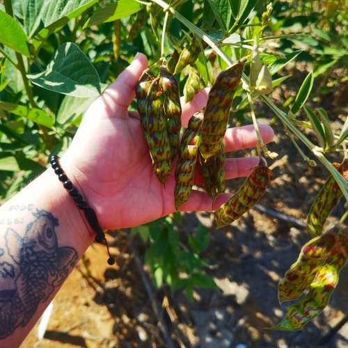 Beans Nandalo Pidgeon Pea (10 Seeds)