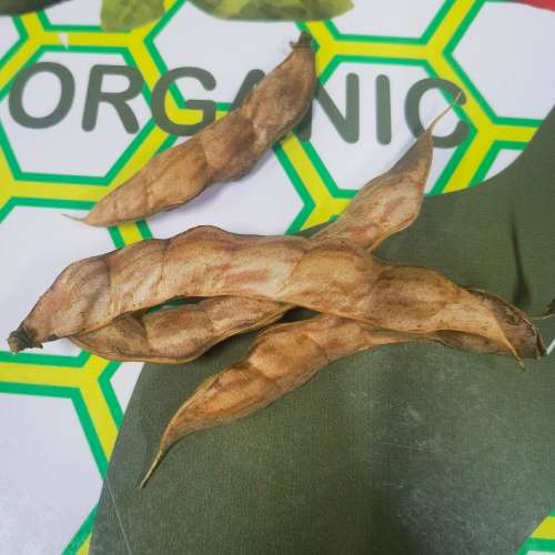 Beans Nandalo Pidgeon Pea (10 Seeds)