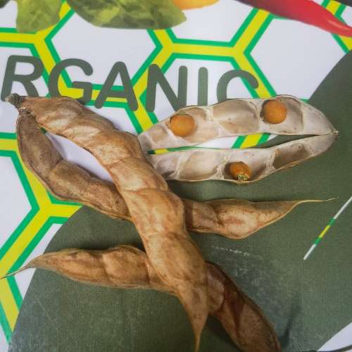 Beans Nandalo Pidgeon Pea (10 Seeds)