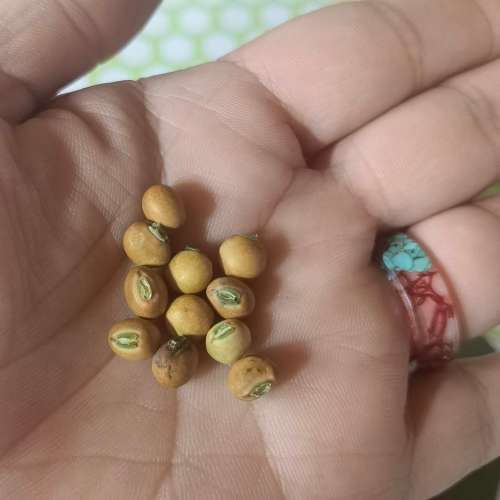 Beans Nandalo Pidgeon Pea (10 Seeds)