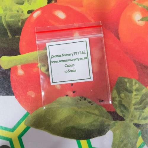 Catnip (10 Seeds)