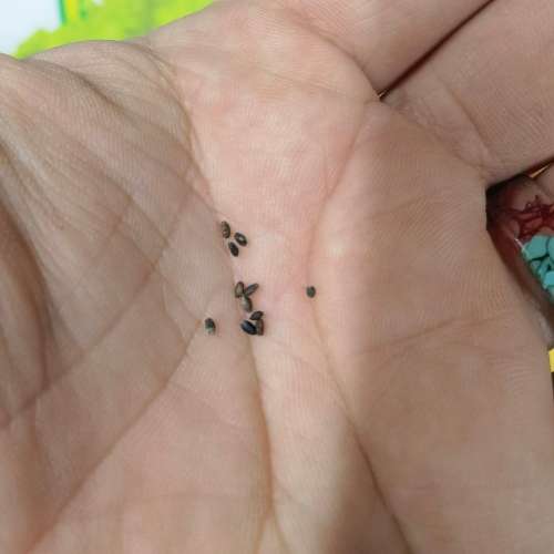 Lime Basil (10 Seeds)