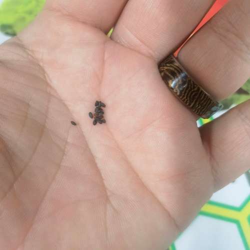 Cinnamon Basil (10 Seeds)