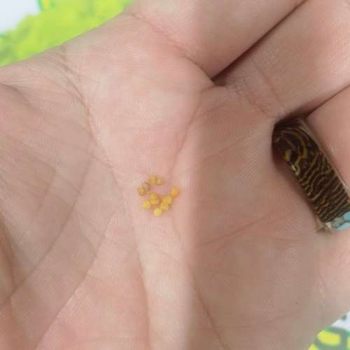 Ginseng Ashwagandha (10 Seeds)