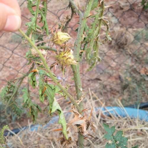 Lychee Tomato (10 Seeds)