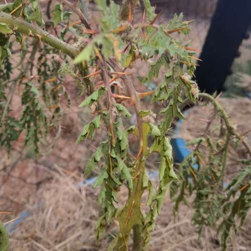 Lychee Tomato (10 Seeds)