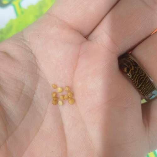 Lychee Tomato (10 Seeds)