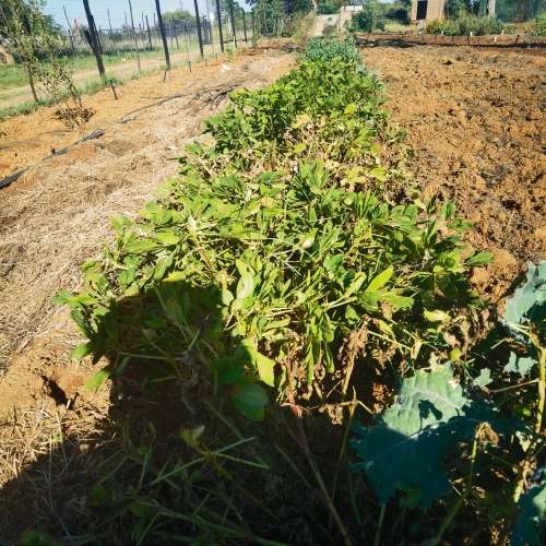 Peanuts Chalimbana (10 Seeds)