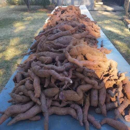 Fresh Organic Purple Purple Sweet Potato (1kg/Medium)