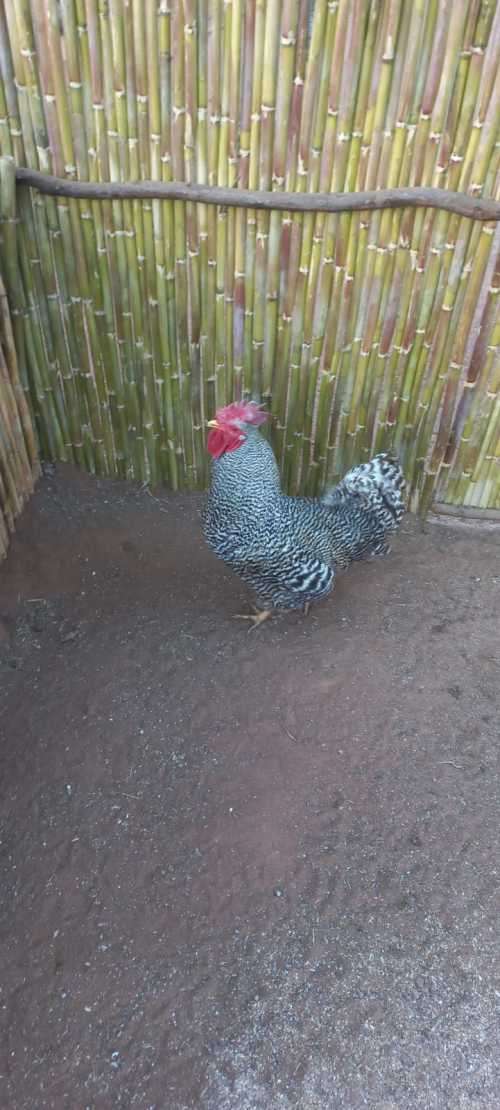 Fertile Potch Koekoek Chicken Eggs (Per 30 Egg Tray)