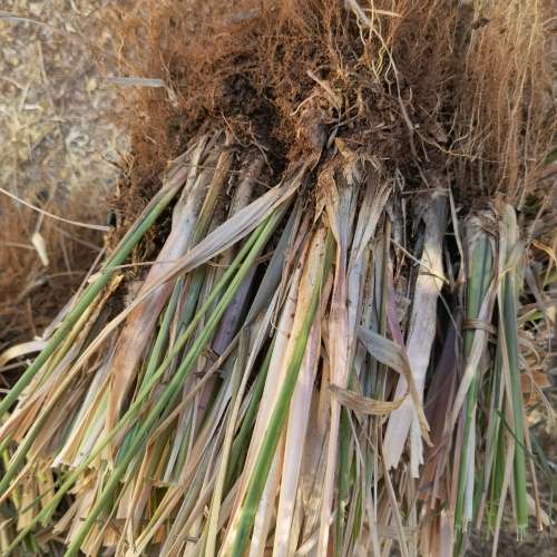 Lemon Grass Organic 5th Generation Plant (Bare Root)