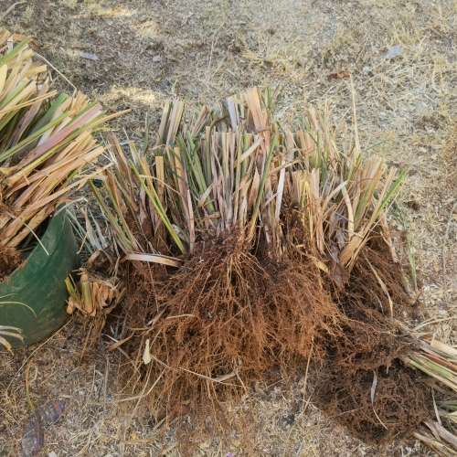 Lemon Grass Organic 5th Generation Plant (Bare Root)