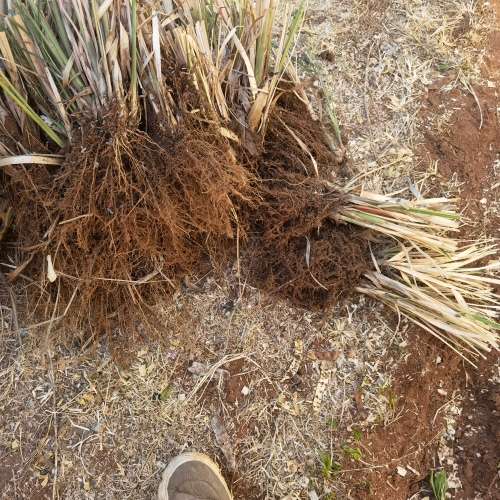 Lemon Grass Organic 5th Generation Plant (Bare Root)